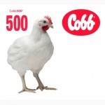 Инкубационное яйцо бройлера Кобб-500 оптом