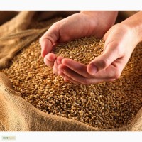 Фуражное зерно оптом Ячмень