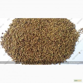 Продам: Семена люцерны Вега-87
