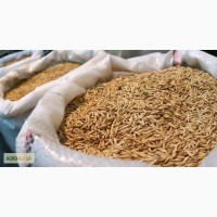 Оптово-розничная продажа зерна, комбикормов и кормов для с/х животных