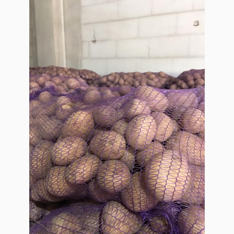 Фото 4. Картофель оптом от 20 тонн. Брянская область
