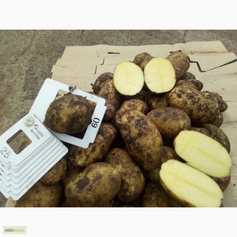 Фото 2. Оптовые поставки картофеля напрямую с кфх. 5