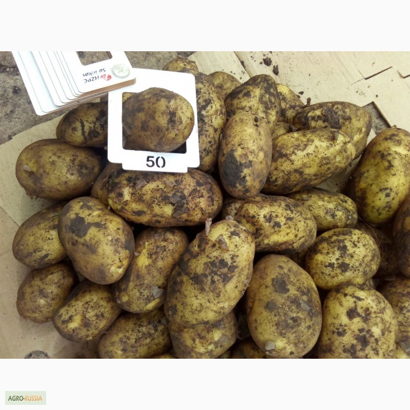Фото 3. Оптовые поставки картофеля напрямую с кфх. 5