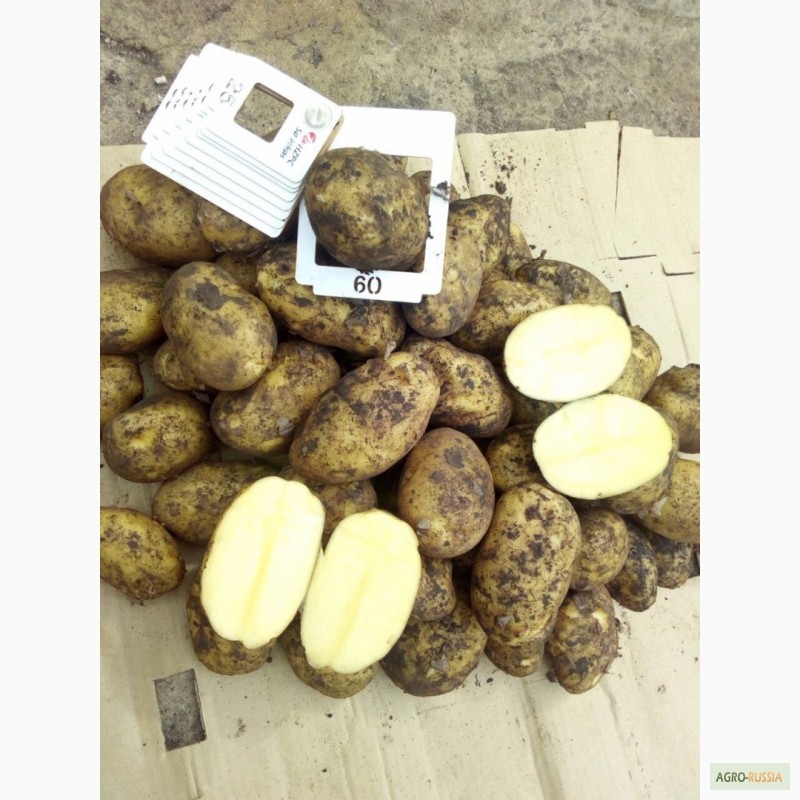 Фото 4. Оптовые поставки картофеля напрямую с кфх. 5