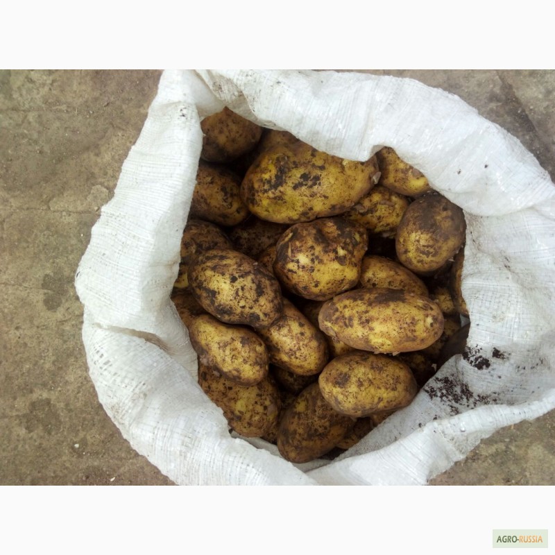 Фото 5. Оптовые поставки картофеля напрямую с кфх. 5