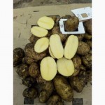 Оптовые поставки картофеля напрямую с кфх. 5