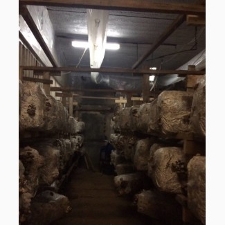Продам комплекс оборудования цеха по выращиванию грибов вёшенка