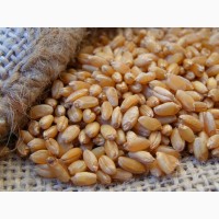 Семена пшеницы яровой Казанская Юбилейная