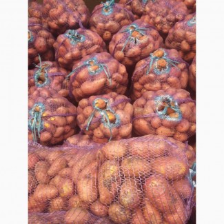 Продам продовольственный картофель, сорт Розара