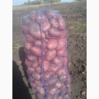 Продам продовольственный картофель, сорт Розара