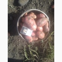 Продам продовольственный картофель, сорт Розара