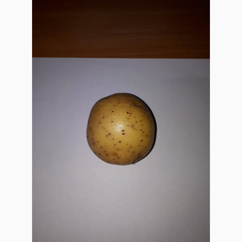 Фото 2. Картофель оптом от производителя 7р/кг от 20 тонн