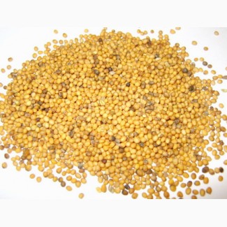 ООО НПП «Зарайские семена» закупает семена горчицы желтой