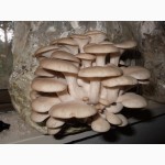 Живой грибной мицелий – почтой!