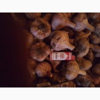 Срочно Продам озимый чеснок со своего огорода сорт Любаша