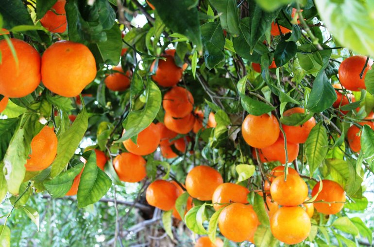 Фото 3. Продажа апельсин высшего сорта
