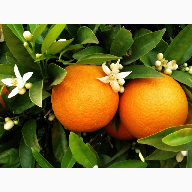 Фото 6. Продажа апельсин высшего сорта
