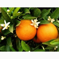Продажа апельсин высшего сорта