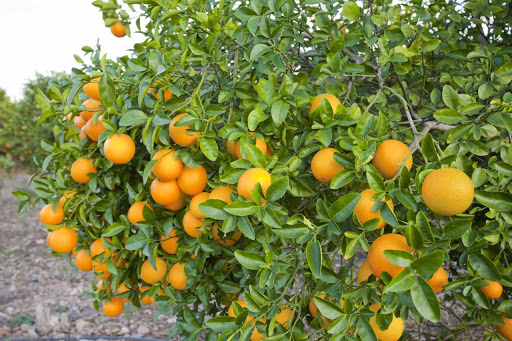 Фото 7. Продажа апельсин высшего сорта