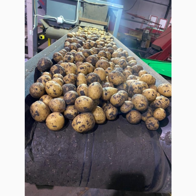 Фото 4. Продам картофель семенной, сорт Королева Анна, 2-я репродукция