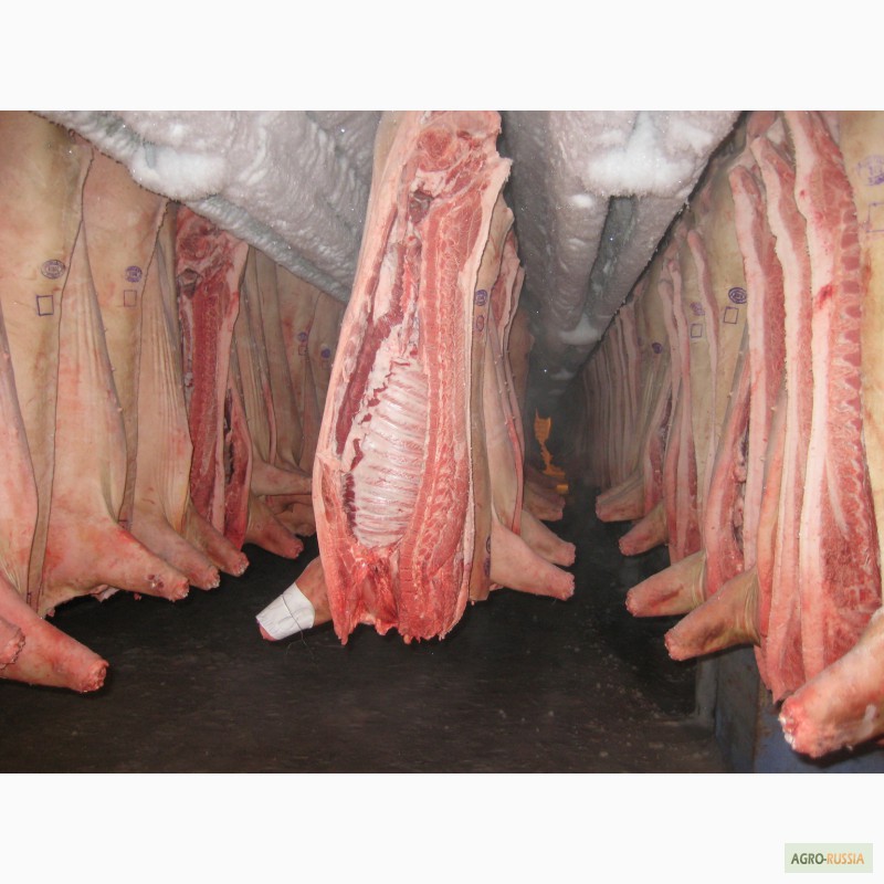 Фото 5. Свинина плутуши 1 и 2 категории, оптом от 3 тонн.