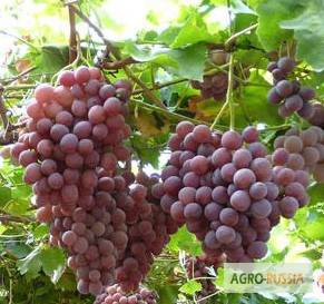 Фото 4. Саженцы и черенки винограда в туле