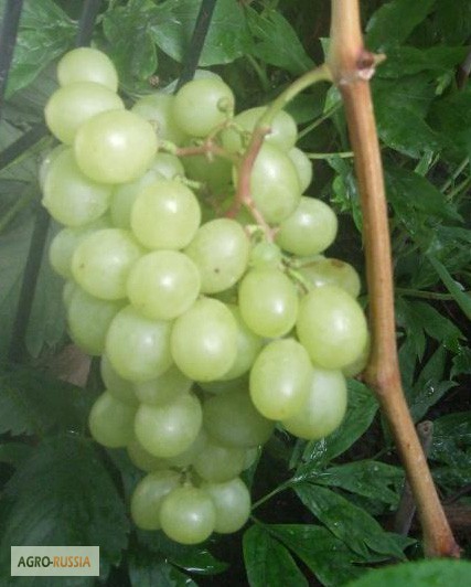 Фото 5. Саженцы и черенки винограда в туле