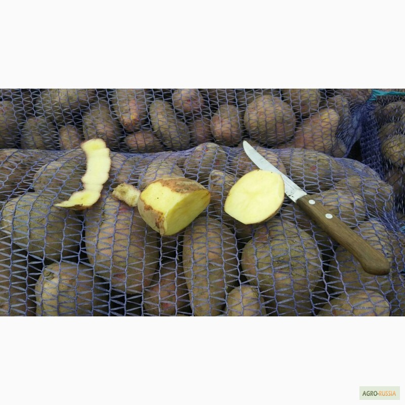 Фото 2. Реализуем картофель продовольственный свежий