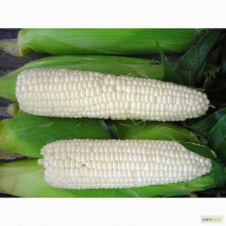 Белая кукуруза зерно, крупа, мука