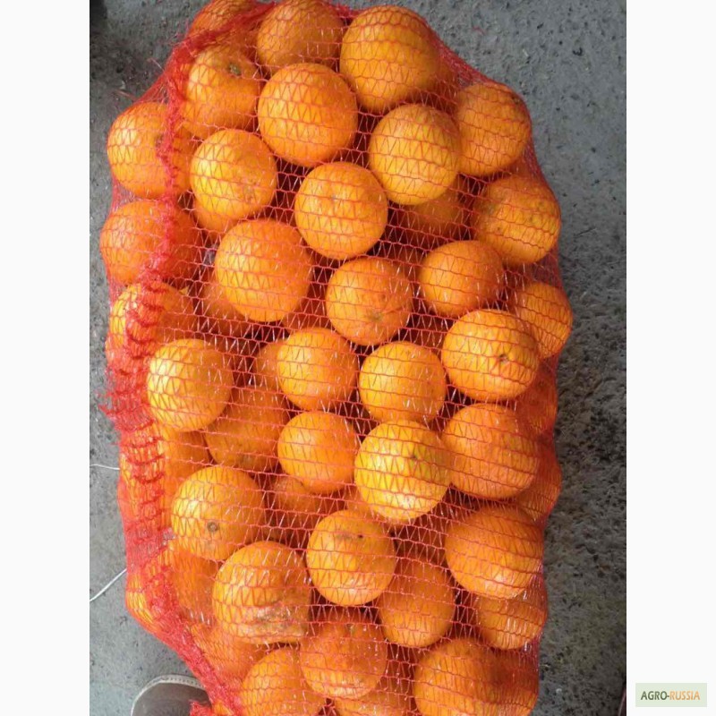 Фото 2. Апельсины Абхазия от 28 руб