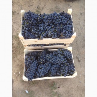 Продам виноград столовый сорт Молдова