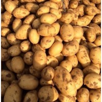 Молодой картофель 2019г от хозяйства ООО ТРИО