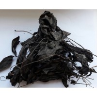 Венерин Башмачок Крапчатый (Cypripedium guttatum Swartz) Чёрная Трава