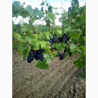 Продам виноград Пино-Фран, Рубин Голодриги