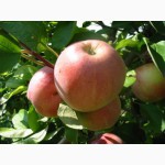 Продам яблоки из Чувашии 7-10 тыс. тонн, 7р.-1кг. (анис; шафран; антоновка)