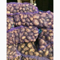 Картофель от кфх урожай 2019