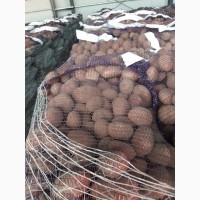 Продажа Картофеля Гала Ред Скарлет Королева Анна Импала