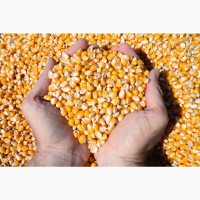 Фуражная кукуруза оптом 500 тонн в наличии