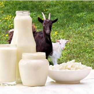 Творог, сыворотка и другие продукты из козьего молока