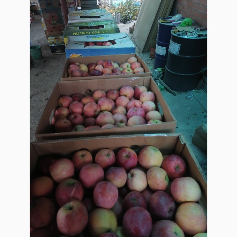 Фото 2. Продам яблоки сорта флорина, айдаред, дилиш, грени