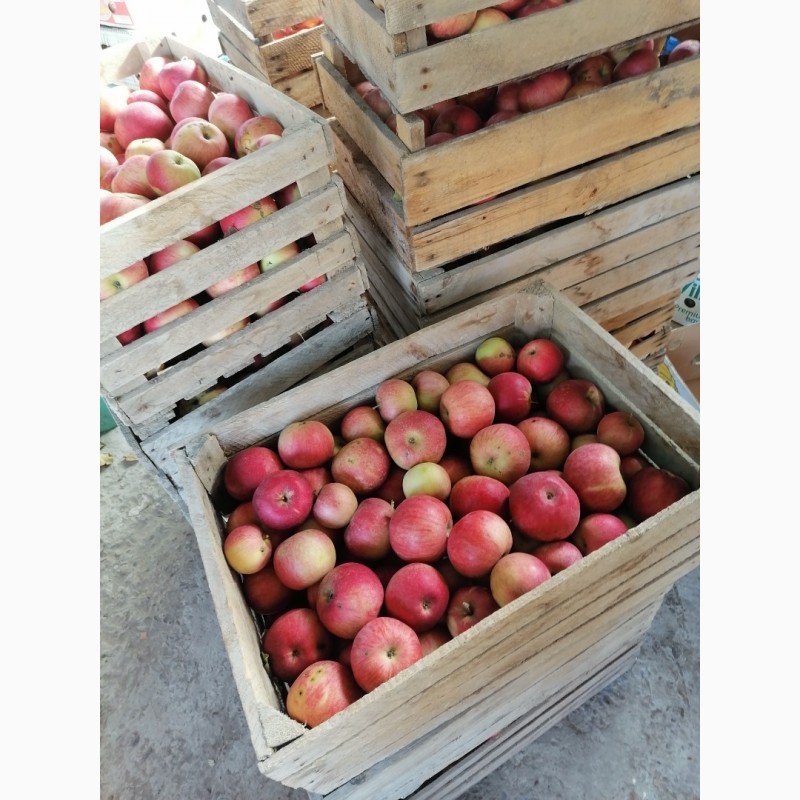 Фото 3. Продам яблоки сорта флорина, айдаред, дилиш, грени