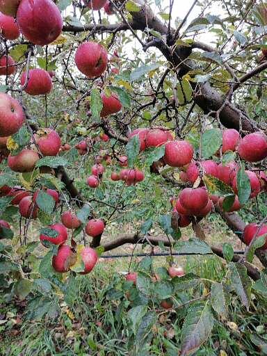 Фото 4. Продам яблоки сорта флорина, айдаред, дилиш, грени