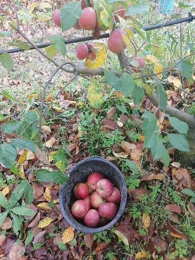 Фото 5. Продам яблоки сорта флорина, айдаред, дилиш, грени