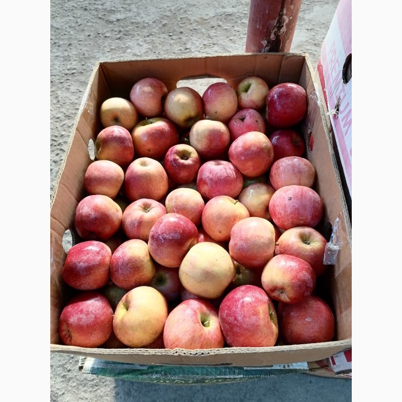 Фото 6. Продам яблоки сорта флорина, айдаред, дилиш, грени