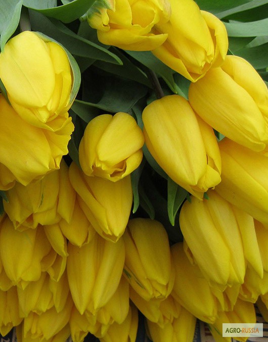 Голландские тюльпаны оптом к 8 марта 2015