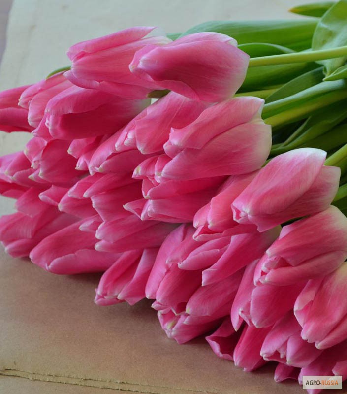 Фото 2. Голландские тюльпаны оптом к 8 марта 2015