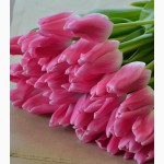 Голландские тюльпаны оптом к 8 марта 2015