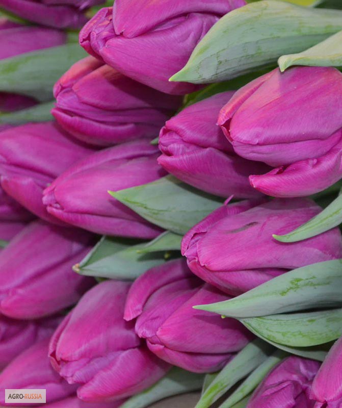 Фото 3. Голландские тюльпаны оптом к 8 марта 2015
