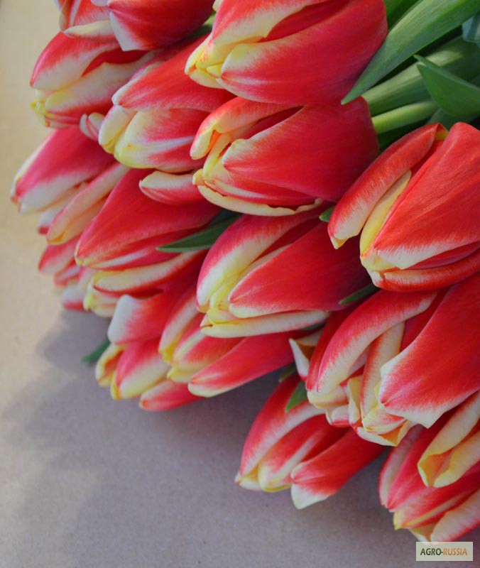 Фото 4. Голландские тюльпаны оптом к 8 марта 2015