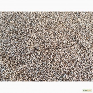 Продам пшеницу фуражную Рязанская область